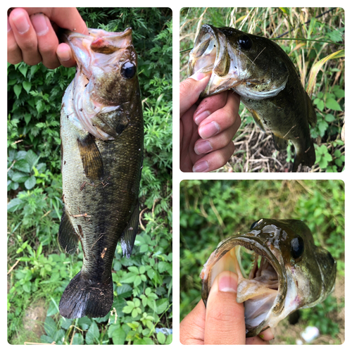 ブラックバスの釣果