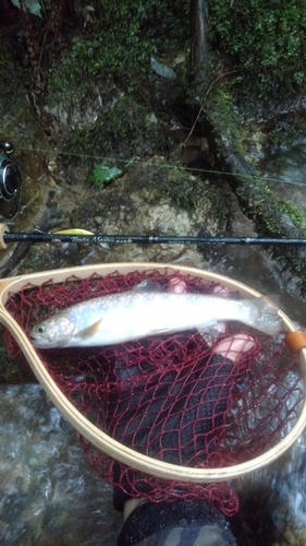 イワナの釣果