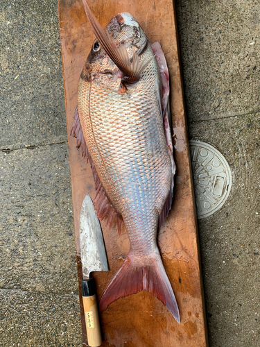 マダイの釣果