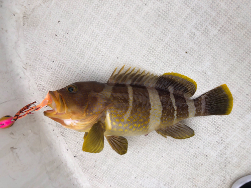 アオハタの釣果