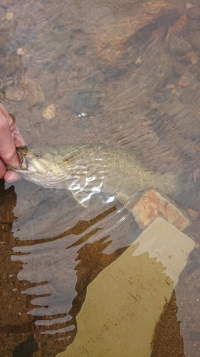 スモールマウスバスの釣果