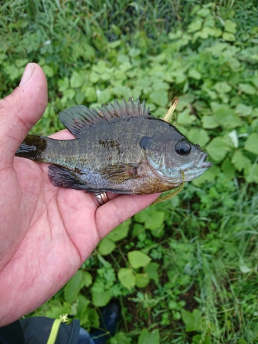 ブルーギルの釣果