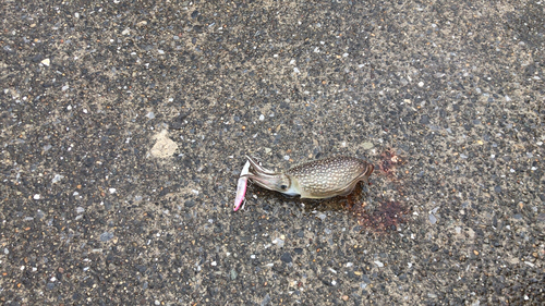 シリヤケイカの釣果