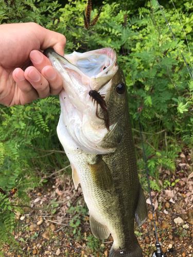 ブラックバスの釣果