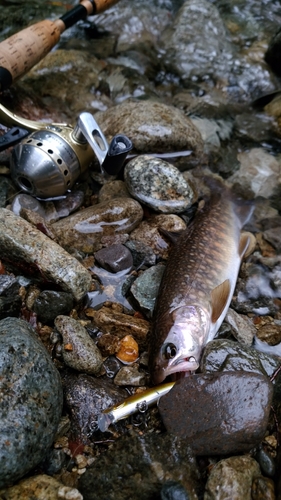 イワナの釣果