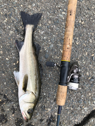 フッコ（マルスズキ）の釣果