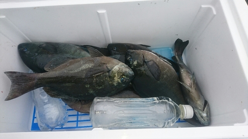 グレの釣果