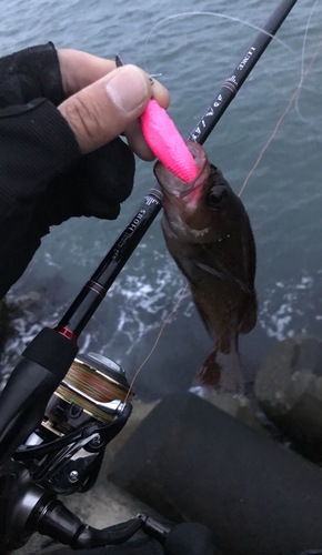 エゾメバルの釣果