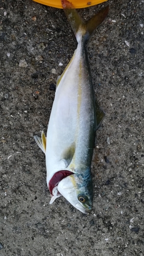 ツバスの釣果