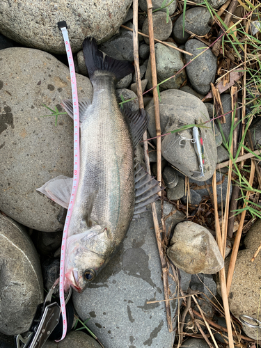 セイゴ（マルスズキ）の釣果