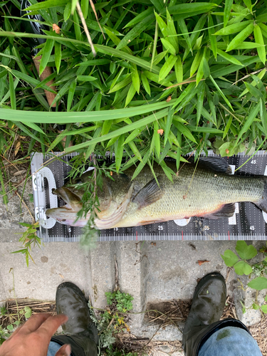 ブラックバスの釣果