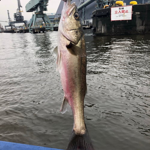 フッコ（マルスズキ）の釣果