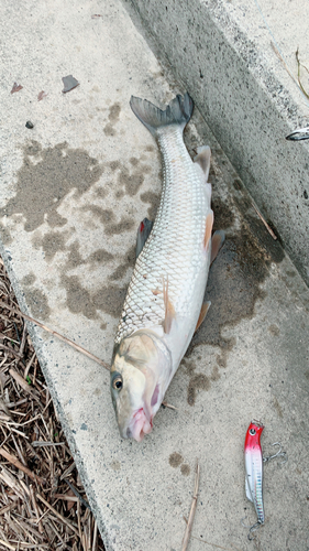 ニゴイの釣果