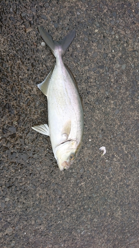 ショゴの釣果