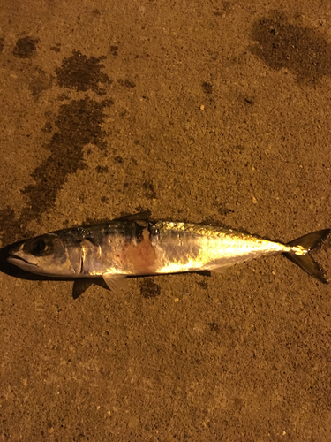 サバの釣果