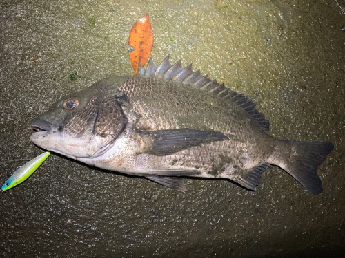 クロダイの釣果