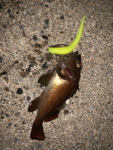 エゾメバルの釣果