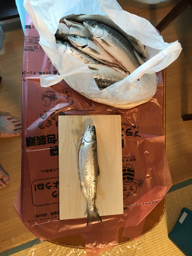 ヒメマスの釣果