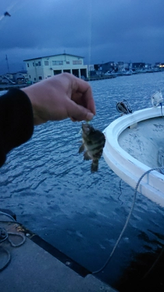 メバルの釣果