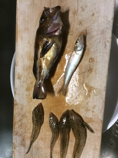 キスの釣果