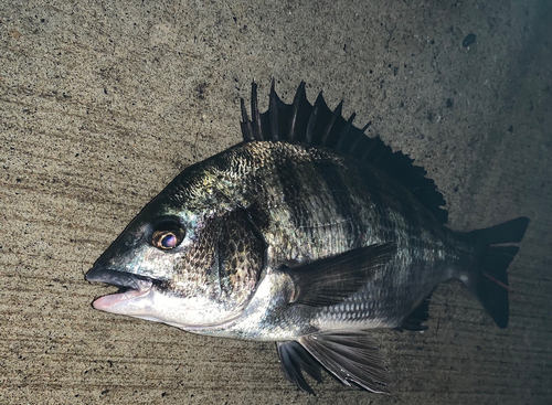 チヌの釣果