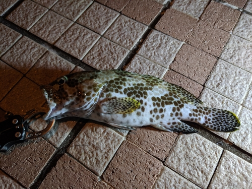 イシミーバイの釣果