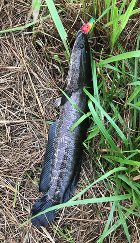 ライギョの釣果