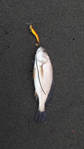 イシモチの釣果