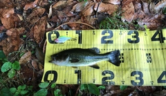 ブラックバスの釣果