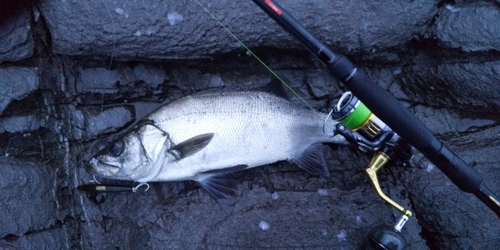 ヒラスズキの釣果