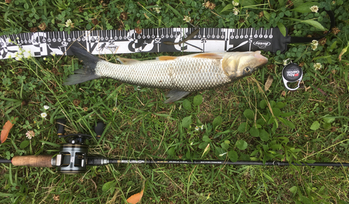 ニゴイの釣果