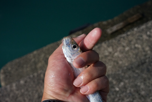 ミズンの釣果