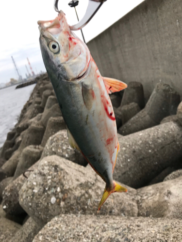 ツバスの釣果