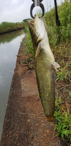 ナマズの釣果