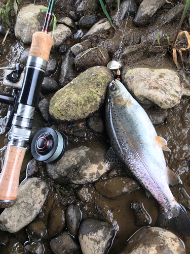 ニジマスの釣果