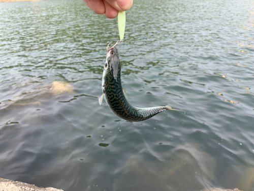 サバの釣果