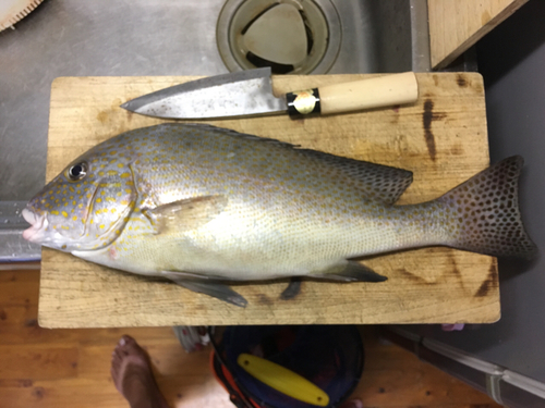 コロダイの釣果