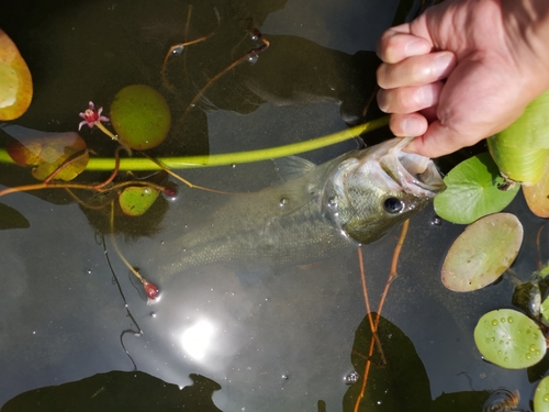 ブラックバスの釣果