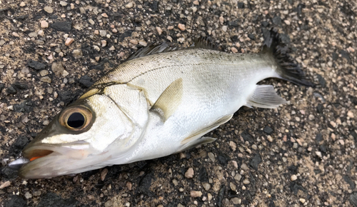 セイゴ（ヒラスズキ）の釣果