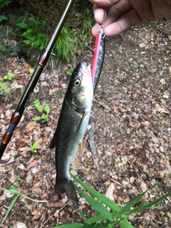 ウグイの釣果