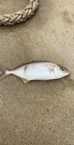 ワカシの釣果