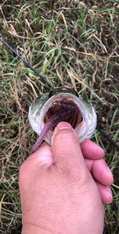 ブラックバスの釣果