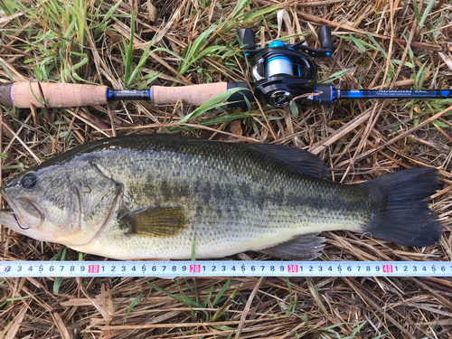 ブラックバスの釣果