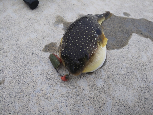 フグの釣果