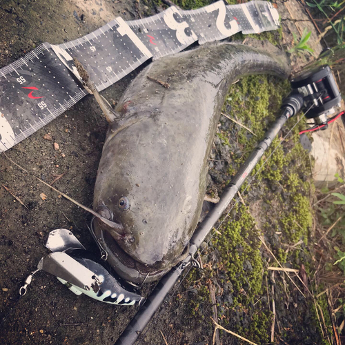 マナマズの釣果