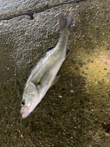 セイゴ（マルスズキ）の釣果