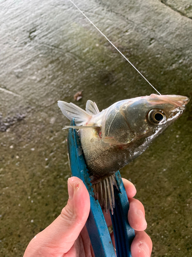 セイゴ（マルスズキ）の釣果