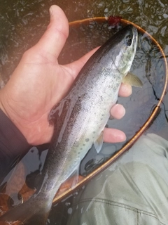 ヤマメの釣果