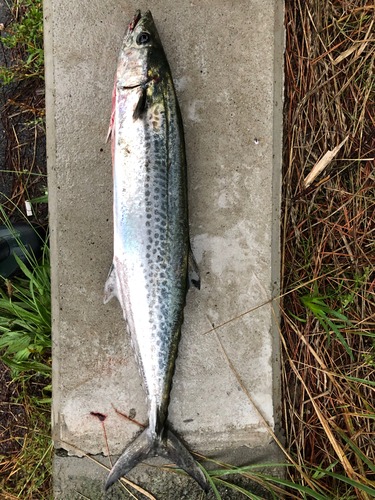 サゴシの釣果