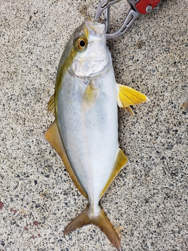 ショゴの釣果